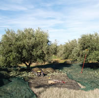 Olive harvest 3